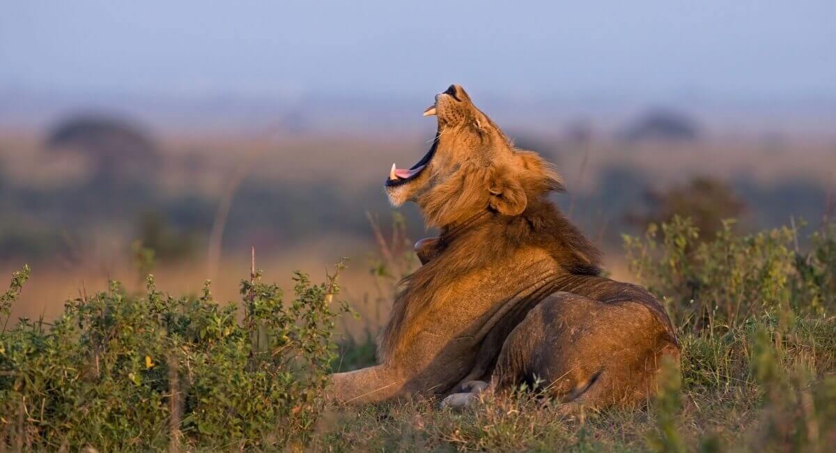 Lion Yawning 1