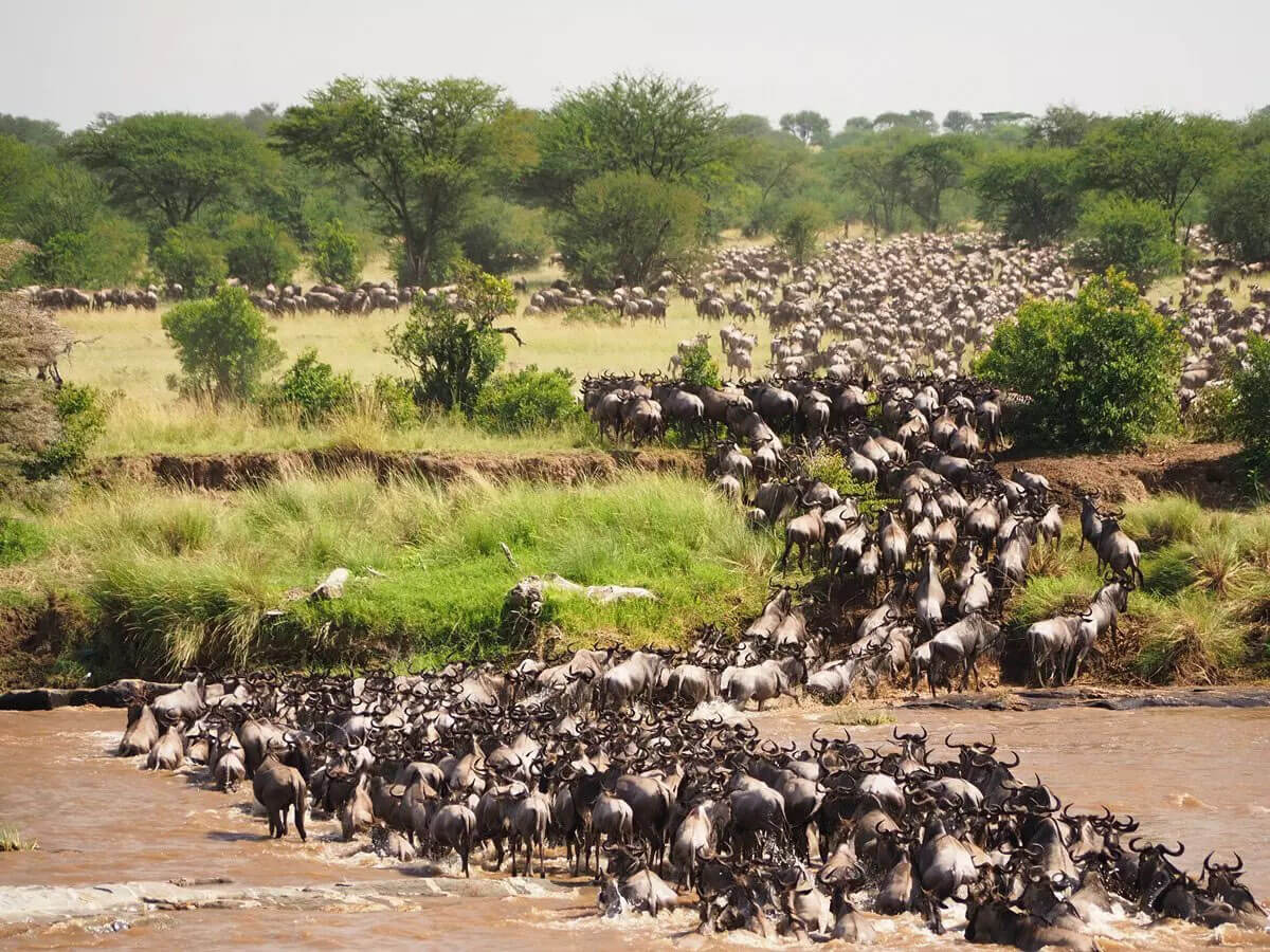 Masai Mara Migration