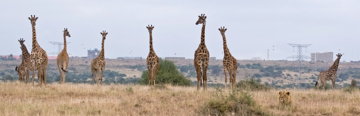 Nairobi-Park Giraffes