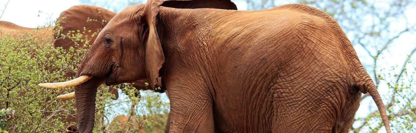 Tsavo-West Elephant 1