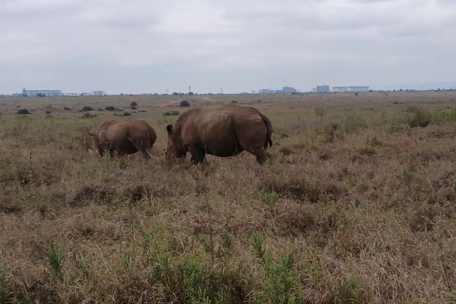 Rav Africa Safaris Gallery (4)