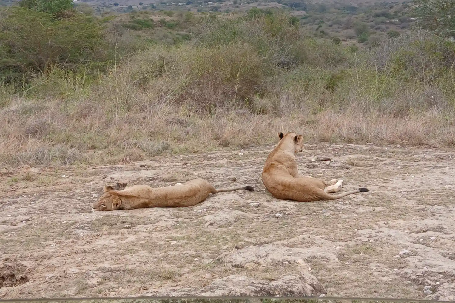 Rav Africa Safaris Gallery.