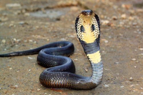 Snake Safari – Tsavo 4-Day Adventure